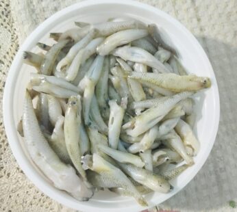 Bele Fish – Mini