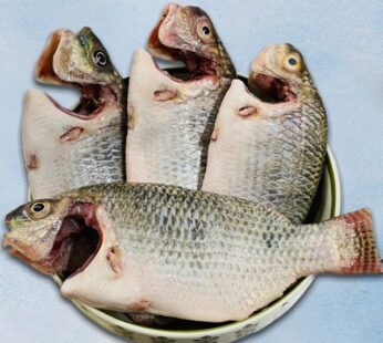 Tilapia Fish – Big