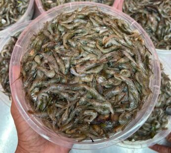 Chingri Fish – Deshi